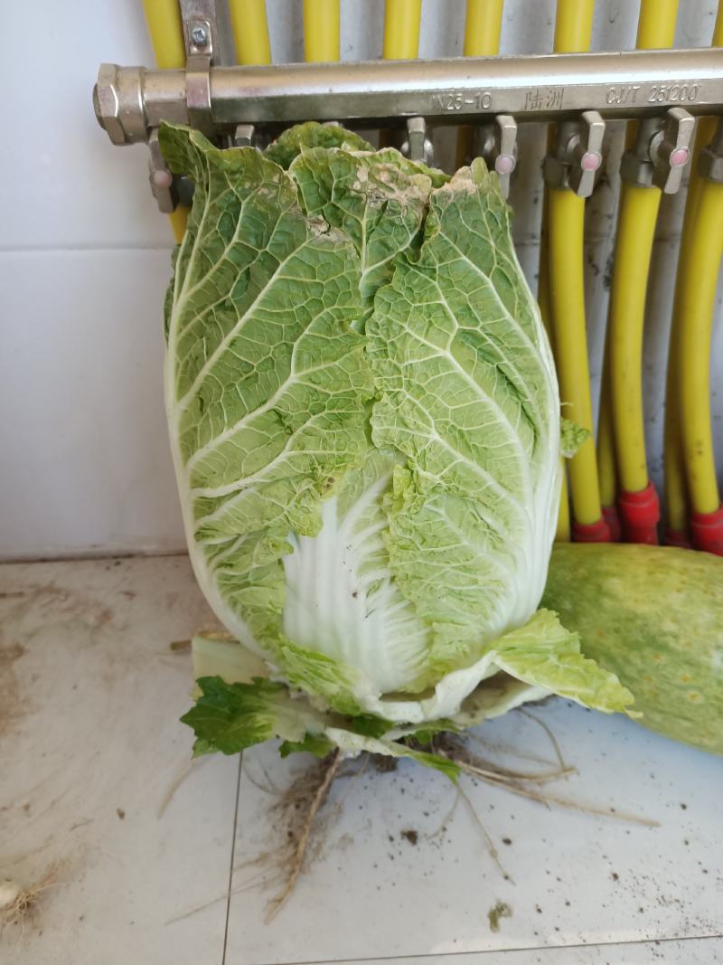 大黄心，白菜