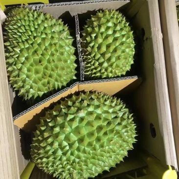 干尧榴莲，肉质细腻，质量超好。对接电商，批发商，水果档。