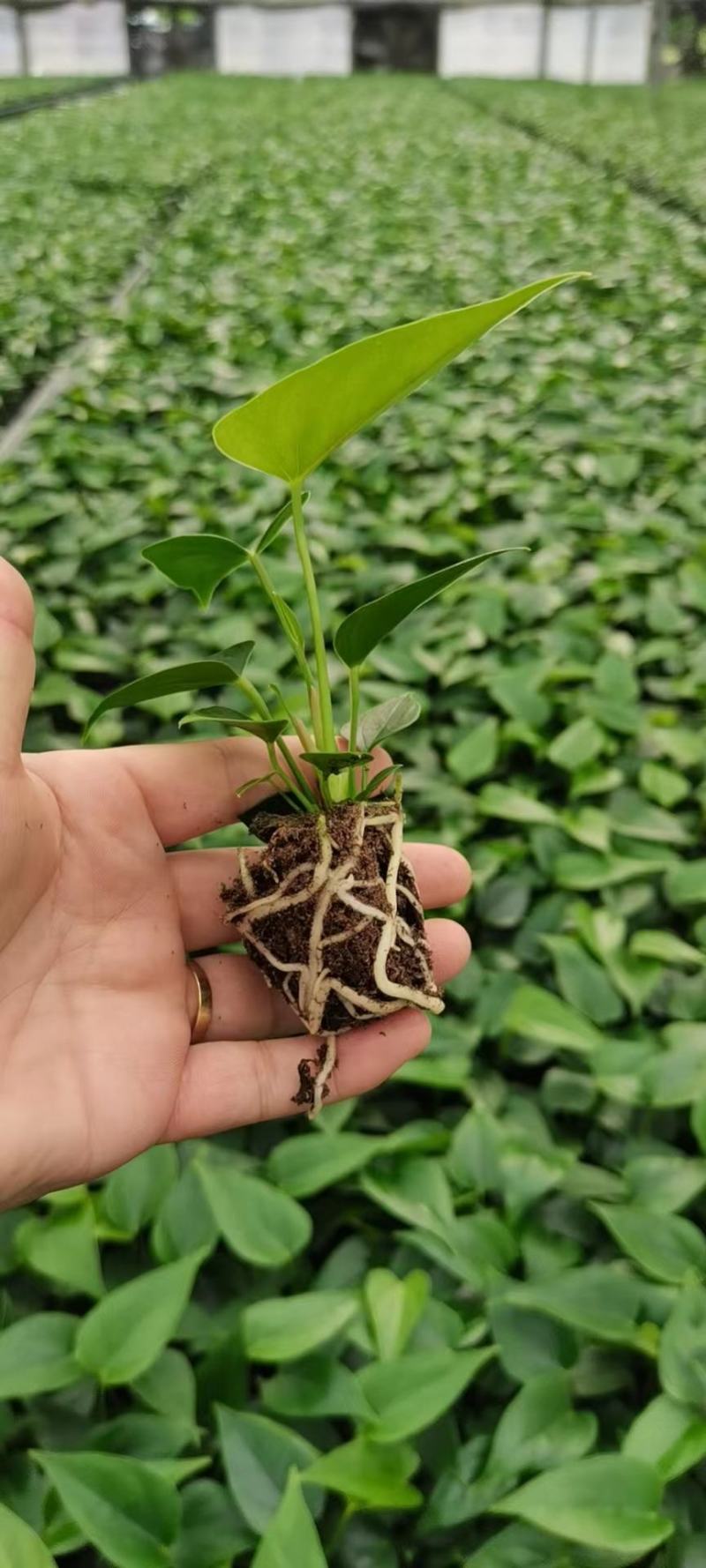 红掌（种苗）红掌阿拉巴马半成品杯苗观赏植物种苗品质好服务