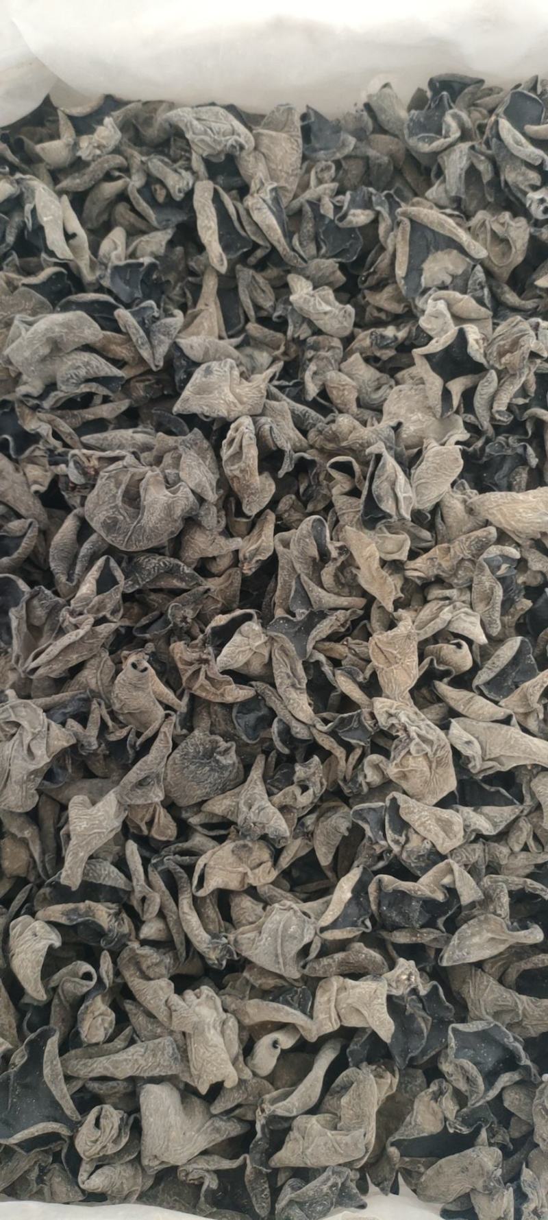 黑木耳，精品秋耳黑厚无根对接商超批发市场供货量大从优！