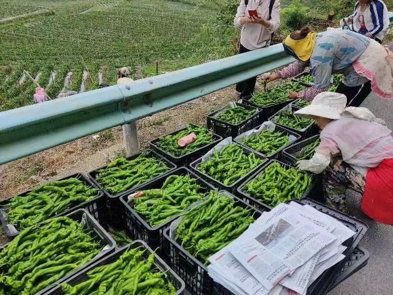 陕西渭南线椒螺丝椒，二炮罗线，接各类电商