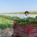 陕西渭南线椒螺丝椒，二炮罗线，接各类电商
