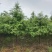 湖南益阳常年供应1-30公分水杉一手货源黑土田苗