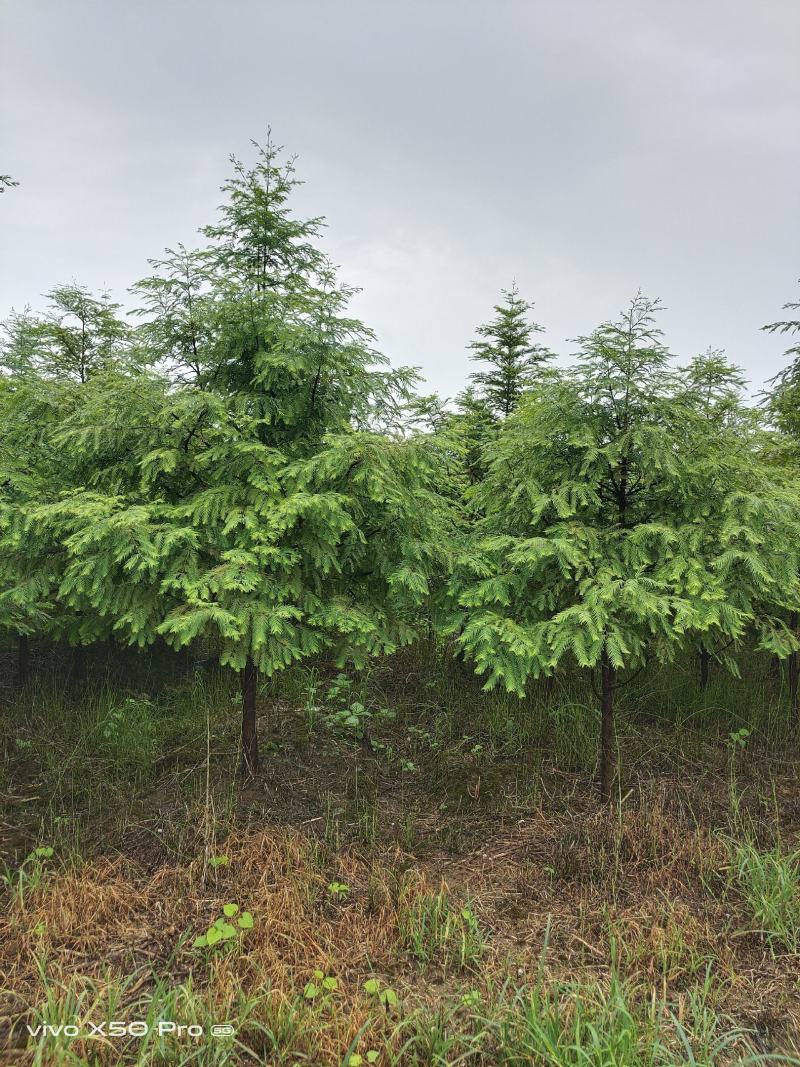 湖南益阳常年供应1-30公分水杉一手货源黑土田苗