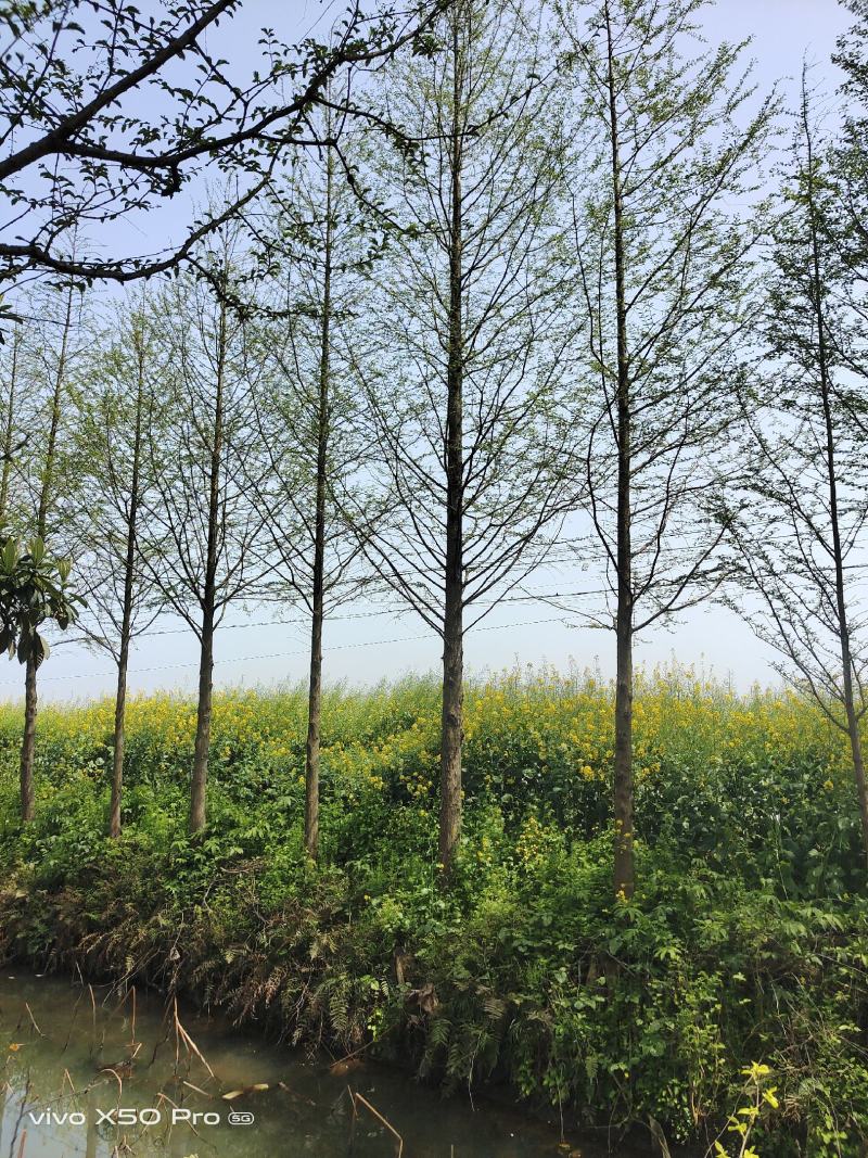 湖南益阳常年供应1-30公分水杉一手货源黑土田苗
