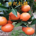 【广西世纪红橘子】精品红桔，现货供应，货源充足量大从优