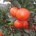 【广西世纪红橘子】精品红桔，现货供应，货源充足量大从优