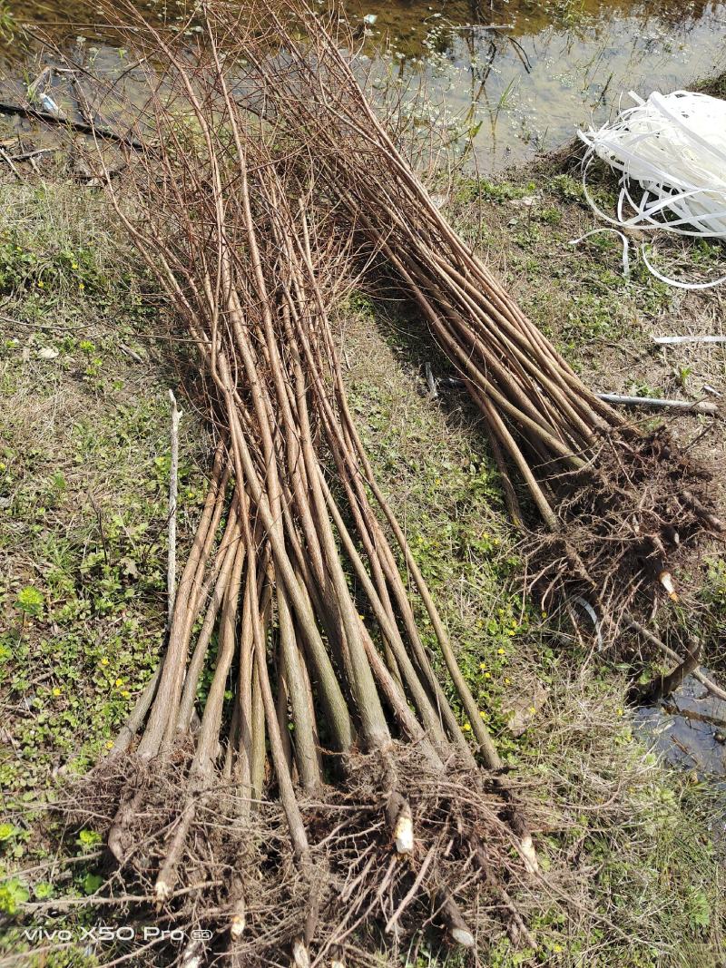 湖南益阳1-30公分池杉一手货源黑土田苗规格齐全