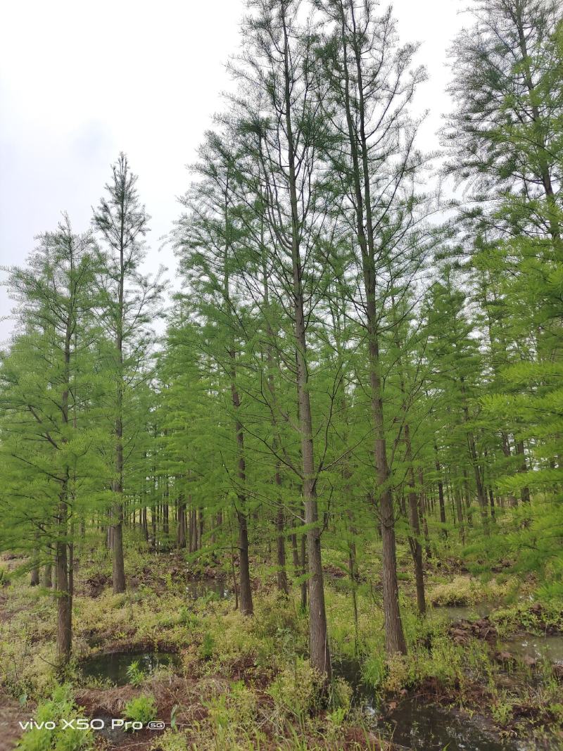 湖南益阳1-30公分池杉一手货源黑土田苗规格齐全