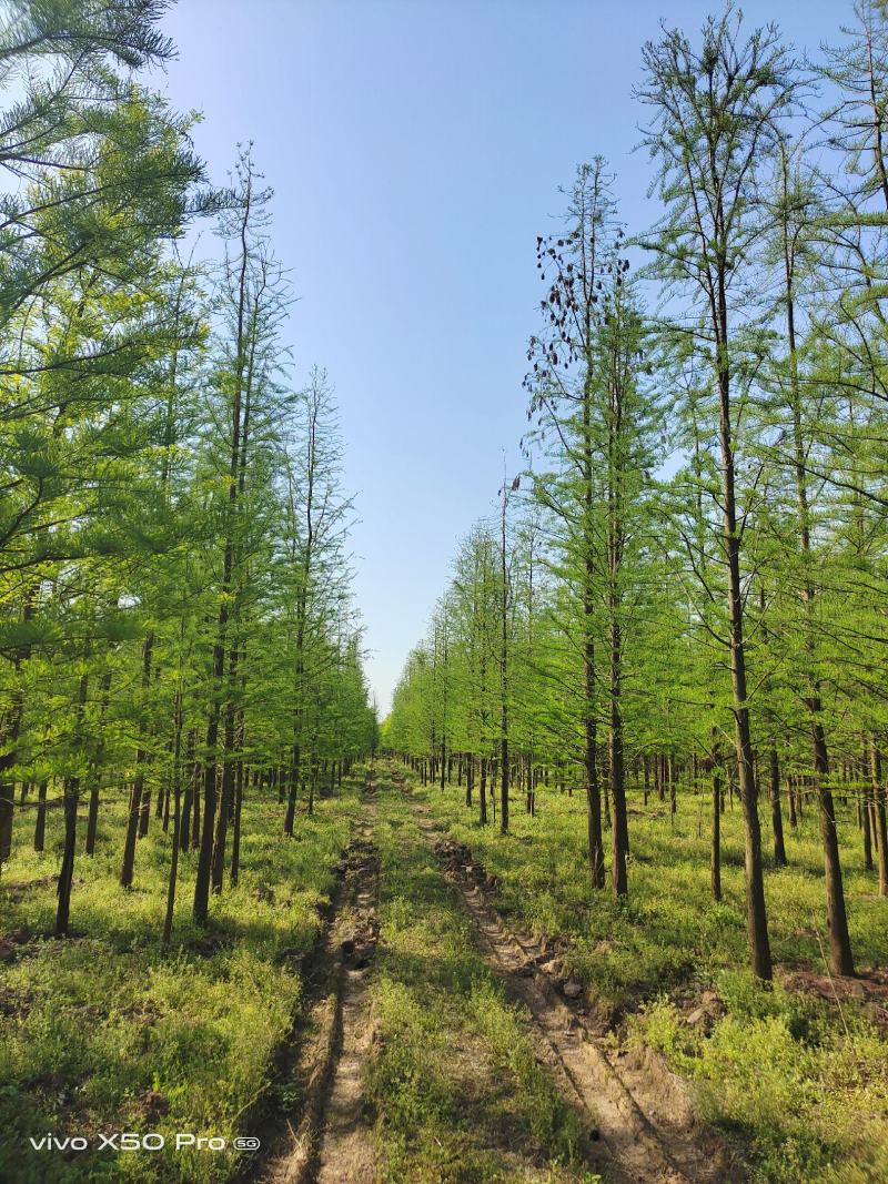 湖南益阳1-30公分池杉一手货源黑土田苗规格齐全