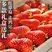 四川凉山德昌草莓黔莓供应市场团批整发电商代发现货红颜