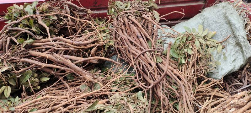 小叶千斤拔，红皮白肉小叶千斤拔云南一手货源，量大从优，
