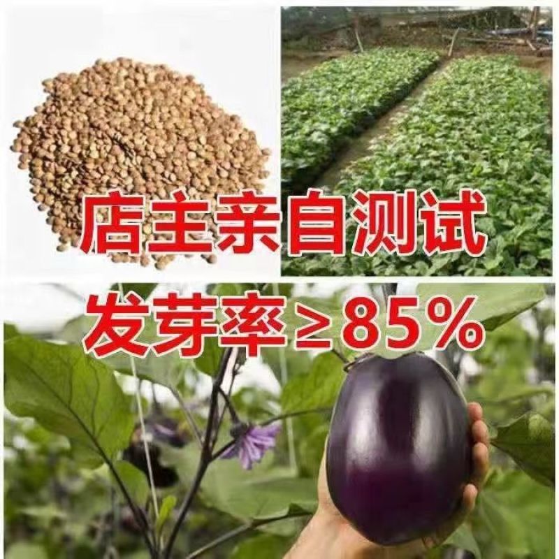 精选紫灌茄子种子早春茄子牛心茄种籽高产抗病春秋四季蔬菜种