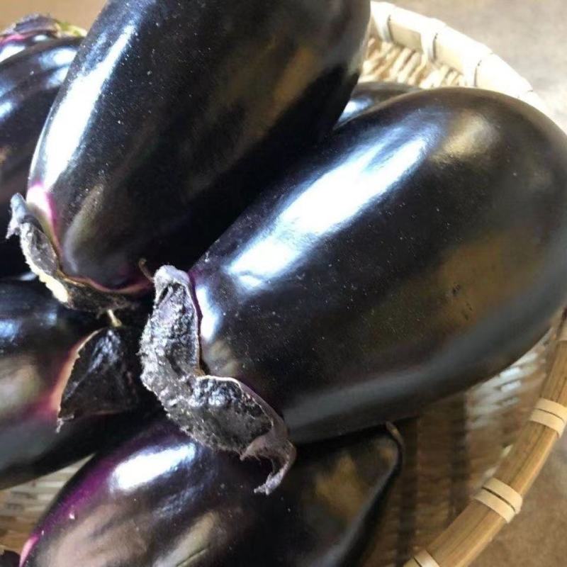 精选紫灌茄子种子早春茄子牛心茄种籽高产抗病春秋四季蔬菜种
