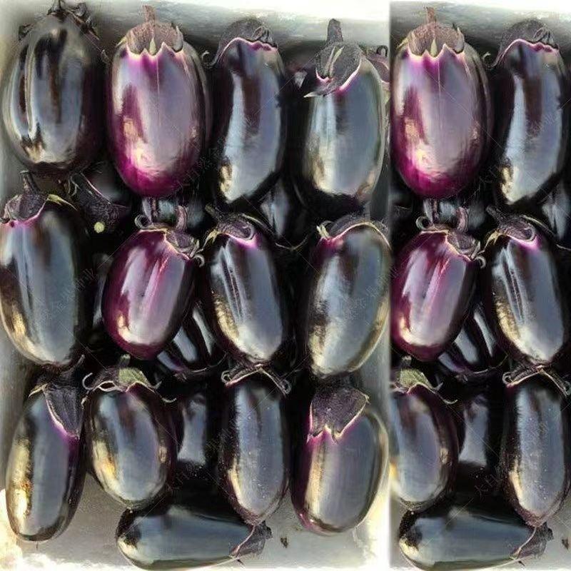 精选紫灌茄子种子早春茄子牛心茄种籽高产抗病春秋四季蔬菜种