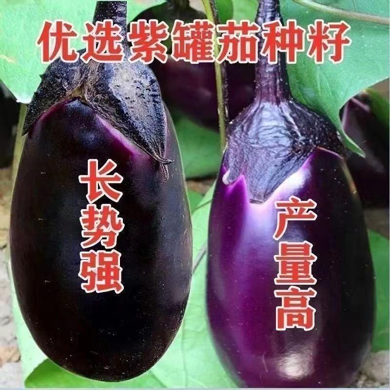 精选紫灌茄子种子早春茄子牛心茄种籽高产抗病春秋四季蔬菜种