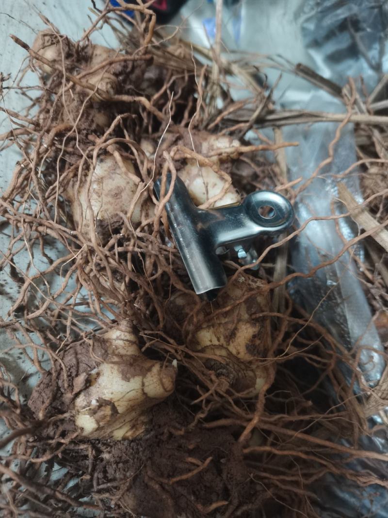 白芨全芽头苗大量岀货了！正宗紫花，欢迎老板前来采购！！