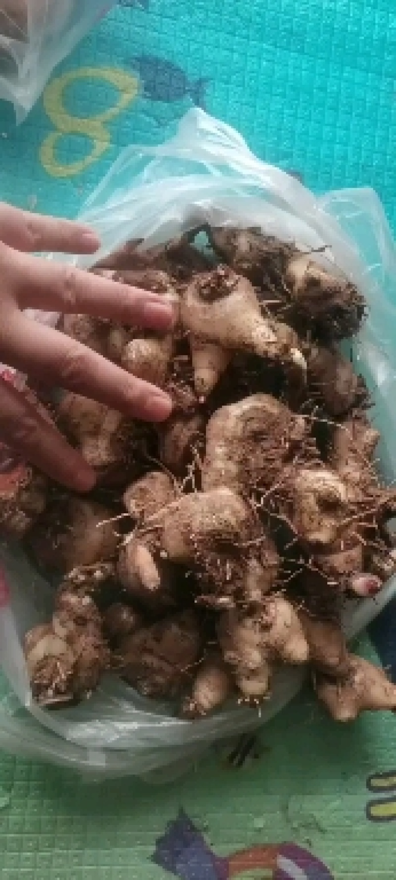 白芨全芽头苗大量岀货了！正宗紫花，欢迎老板前来采购！！