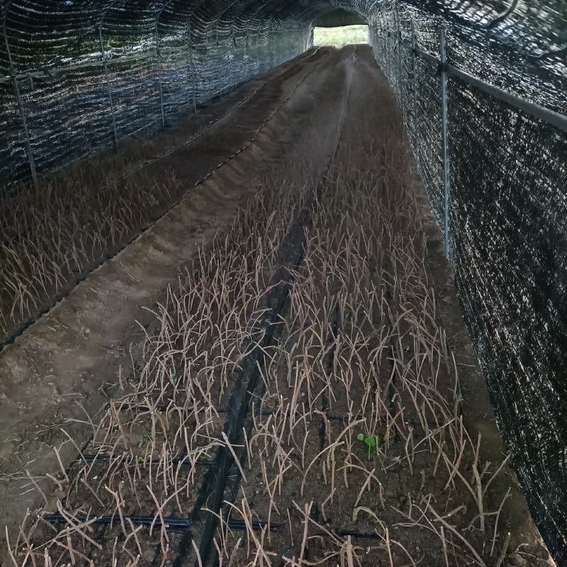 夜香花栽培育苗