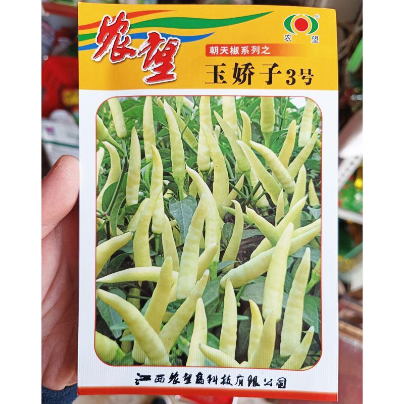 农望玉娇子3号白色朝天椒辣椒种子大果单生果长7-10厘米