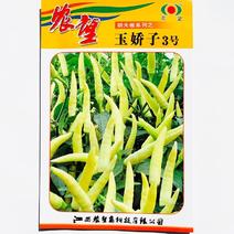 农望玉娇子3号白色朝天椒辣椒种子大果单生果长7-10厘米