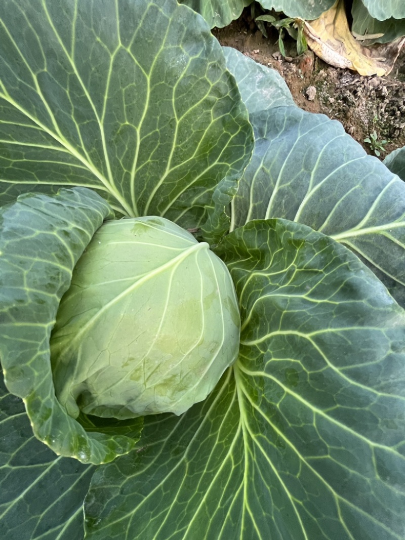 精品黄心大白菜，北京三号大白菜大量出货中。欢迎您的采购。