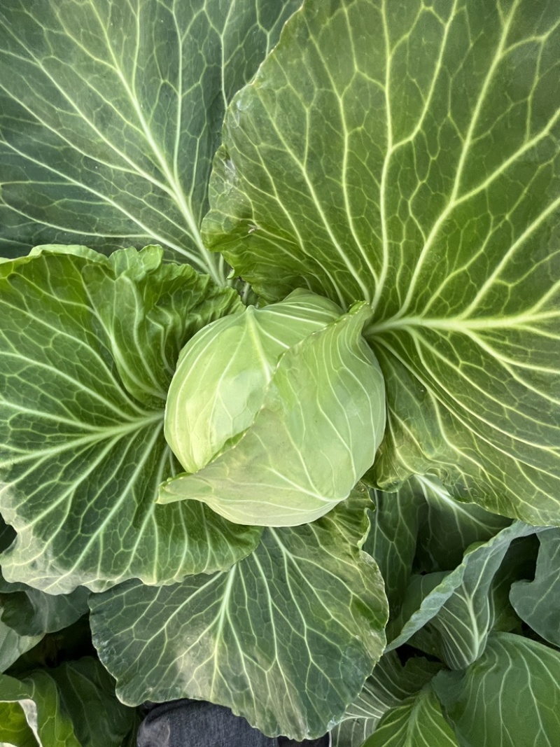 精品黄心大白菜，北京三号大白菜大量出货中。欢迎您的采购。