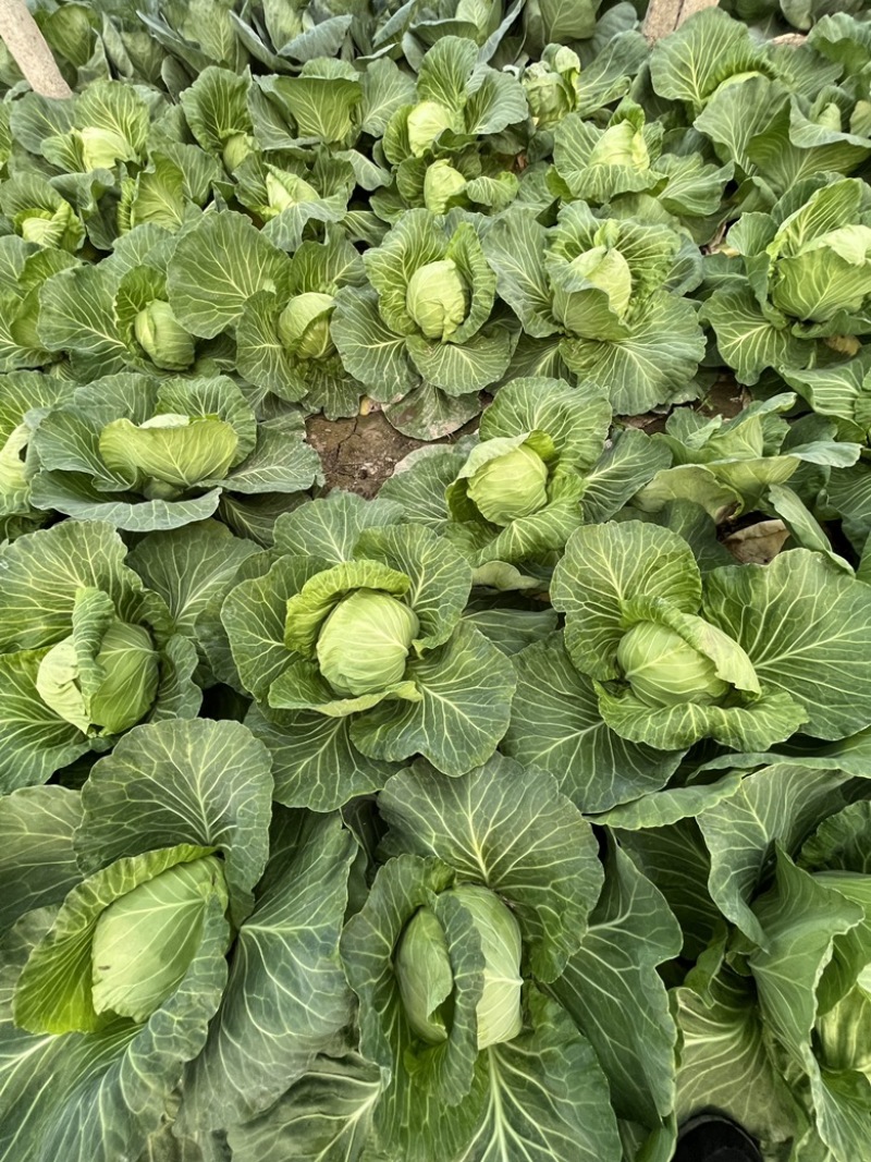 精品黄心大白菜，北京三号大白菜大量出货中。欢迎您的采购。