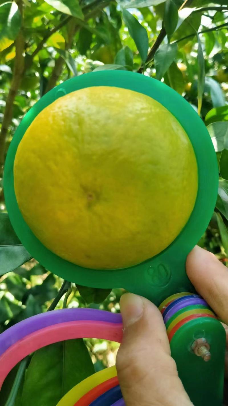 这不是去年的图，转色最早的沃柑。欢迎来对接