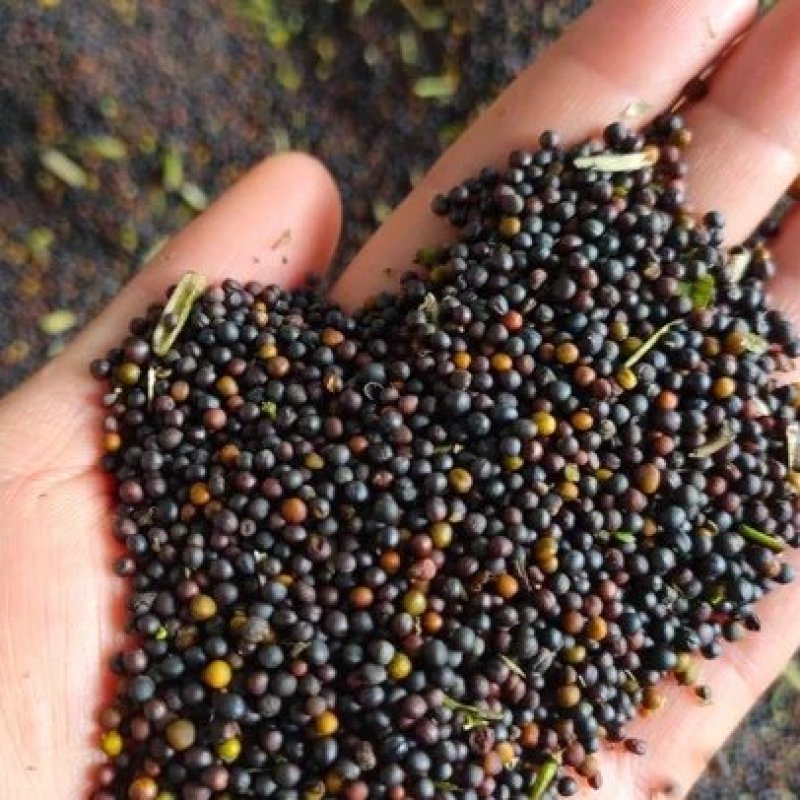 油菜籽，精品货源，品质保证，40个油以上，欢迎采购