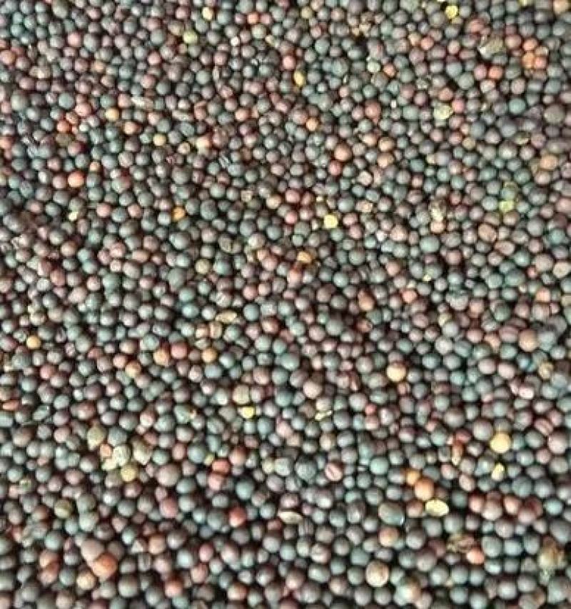 油菜籽，精品货源，品质保证，40个油以上，欢迎采购
