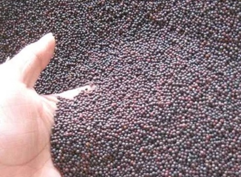 油菜籽，精品货源，品质保证，40个油以上，欢迎采购
