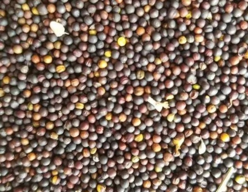 油菜籽，精品货源，品质保证，40个油以上，欢迎采购