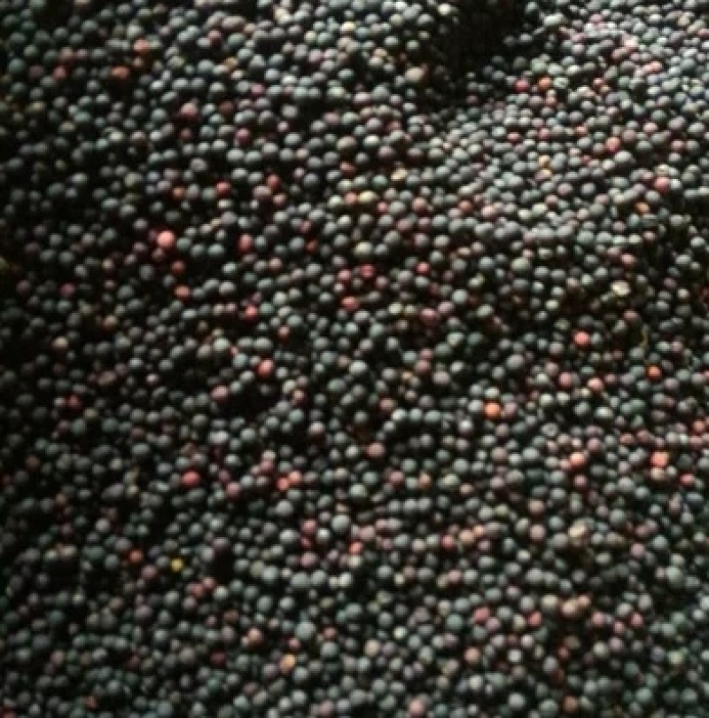 油菜籽，精品货源，品质保证，40个油以上，欢迎采购