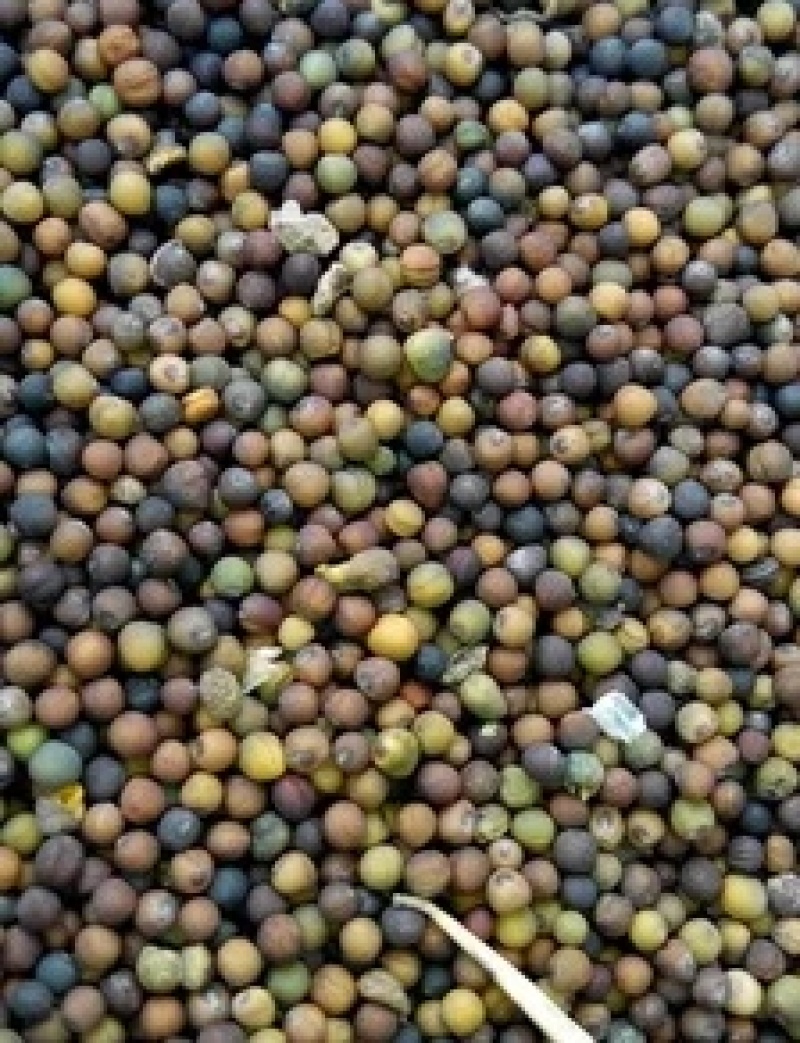 油菜籽，精品货源，品质保证，40个油以上，欢迎采购