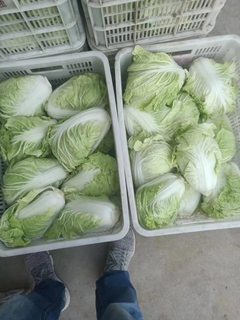 优质黄心大白菜江苏南通基地发货欢迎来电咨询采购