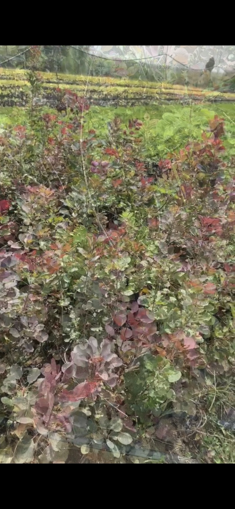 黄栌红栌杯苗