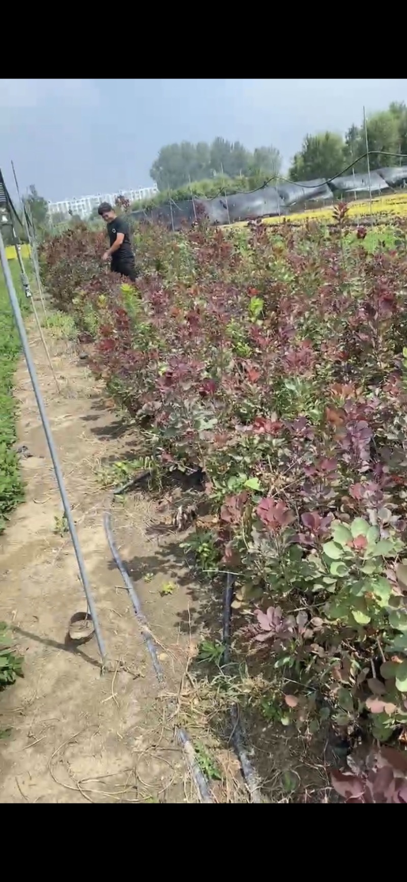 黄栌红栌杯苗