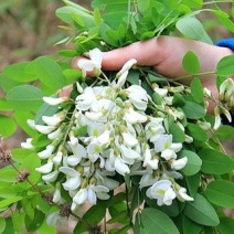 洋槐花干洋槐花产地直发