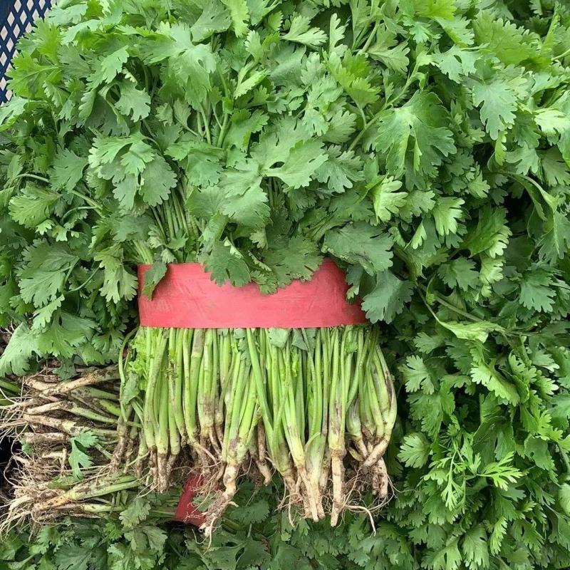 优质大叶香菜江苏产地发货长期供应货源充足欢迎咨询