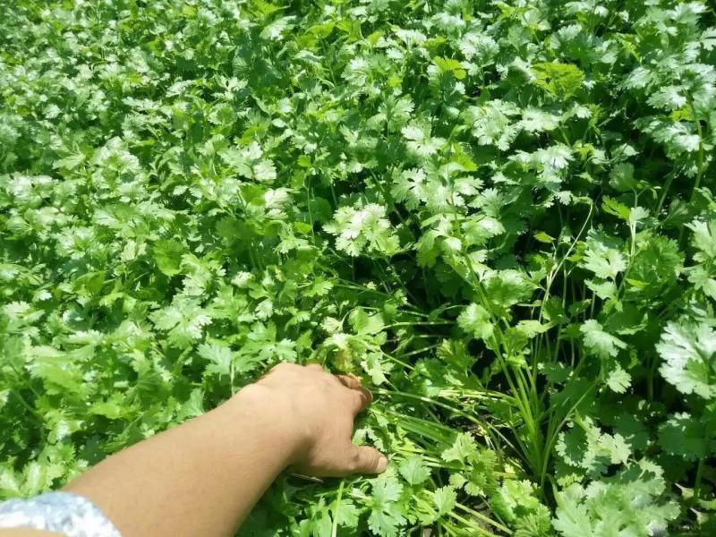 优质大叶香菜江苏产地发货长期供应货源充足欢迎咨询