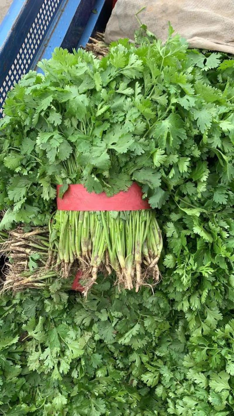 优质大叶香菜江苏产地发货长期供应货源充足欢迎咨询
