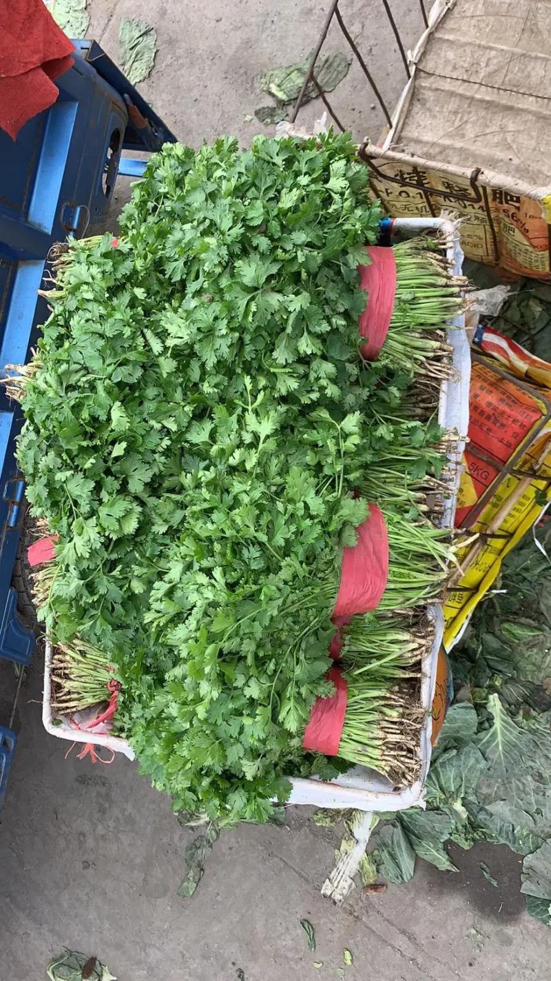 优质大叶香菜江苏产地发货长期供应货源充足欢迎咨询