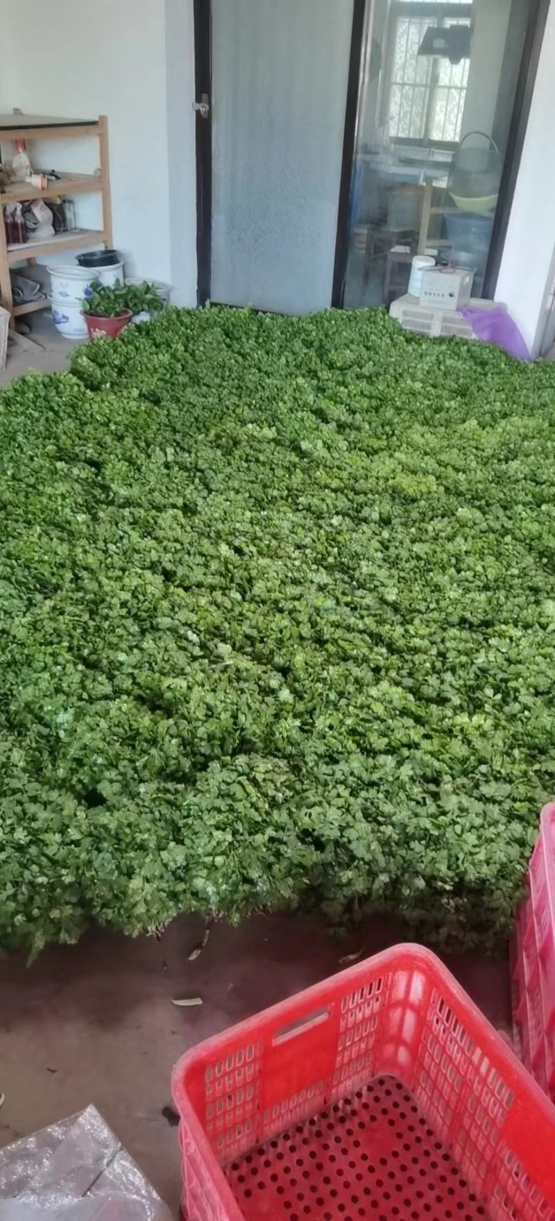优质大叶香菜江苏产地发货长期供应货源充足欢迎咨询