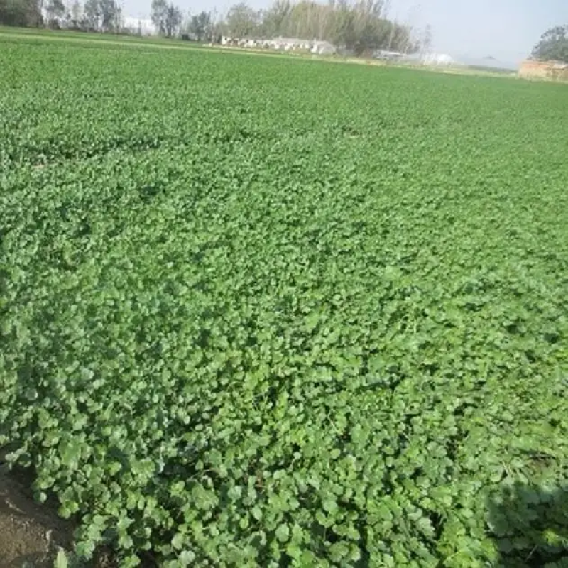 优质大叶香菜江苏产地发货长期供应货源充足欢迎咨询