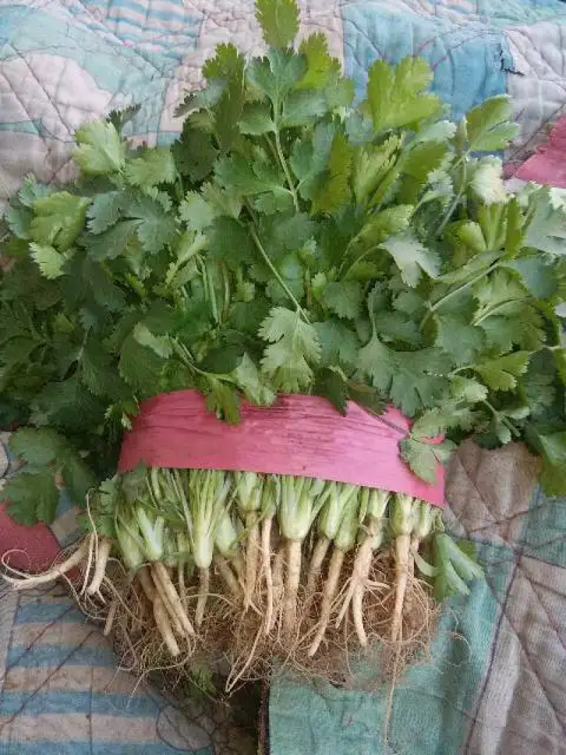 优质大叶香菜江苏产地发货长期供应货源充足欢迎咨询