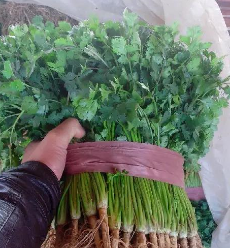 优质大叶香菜江苏产地发货长期供应货源充足欢迎咨询