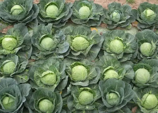 圆白菜与圆包菜对比图