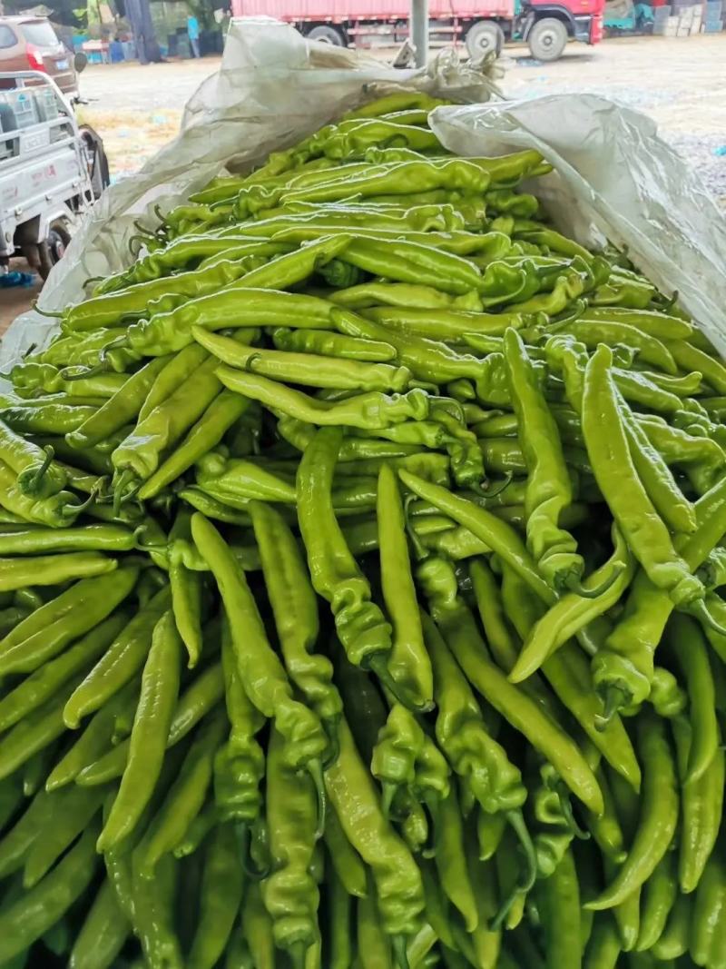 江苏南通优质鲜辣椒产地货源鲜青椒货量充足现摘现发