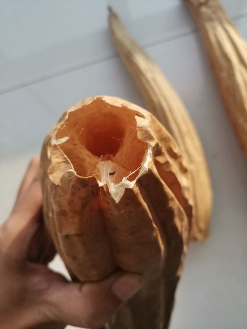 丝瓜络水瓜丝瓜瓢洗碗神器笨瓜菜丝瓜老丝瓜瓤